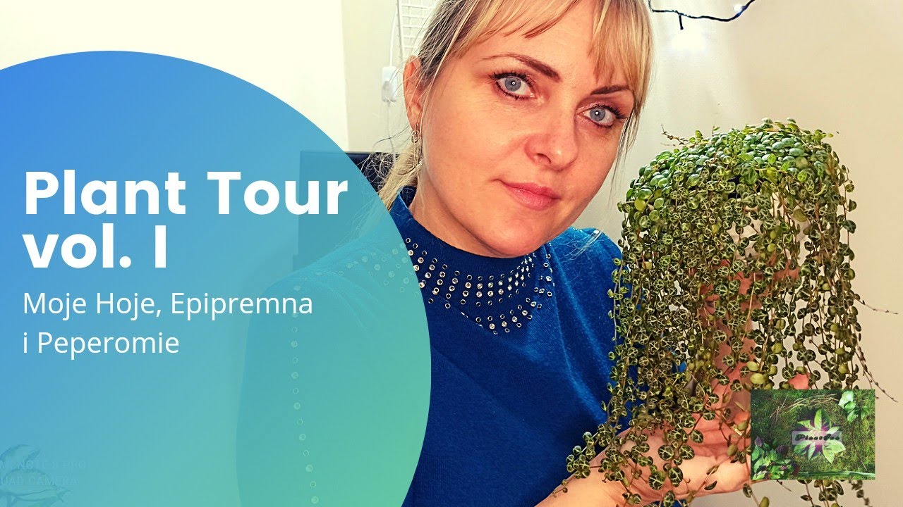 Plant Tour vol. I - Moje Hoye, Epipremna i Peperomie    #planttour #rośliny #ogrodnictwo