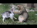 My Funny cats - Playing too cute🐈 wait for the end #cat #funnyvideo #aki13pro #funnycats
