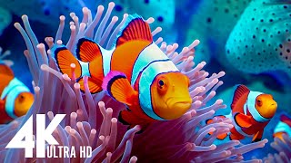 The Ocean 4K  Coral Reefs & Colorful Sea Life  Music For Life, Quickly Fall Asleep