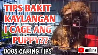 2 MONTHS OLD PUPPY DAPAT TANDAAN PARA HINDI MAGKASAKIT!