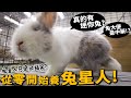 【從零開始養】兔子!真的有迷你兔?上百隻等包養!母兔也會亂騎!!【許伯簡芝】
