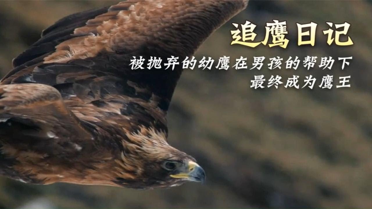 被抛弃的幼鹰在男孩的帮助下 最终成为鹰王 - YouTube