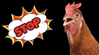 Suara Untuk Menghentikan Ayam Membuat Kebisingan