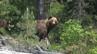Огромные медведи каждый день кошмарят жителей садоводства в Иркутской области