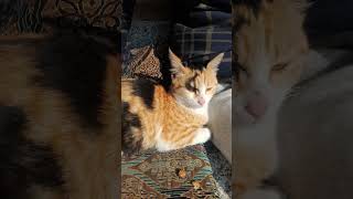 Cat Calicoo Cat Efit