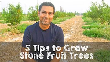 Do you need 2 apricot trees to produce fruit?