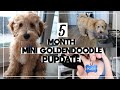 F1B MINI GOLDENDOODLE 20 WEEK PUPDATE🐶 | current size, home grooming, dog tags & puppy appetite loss