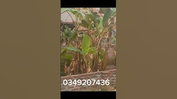 Đất ôtô đậu gần đại học FPT, Hòa Lạc 9triệu/m2. #shorts