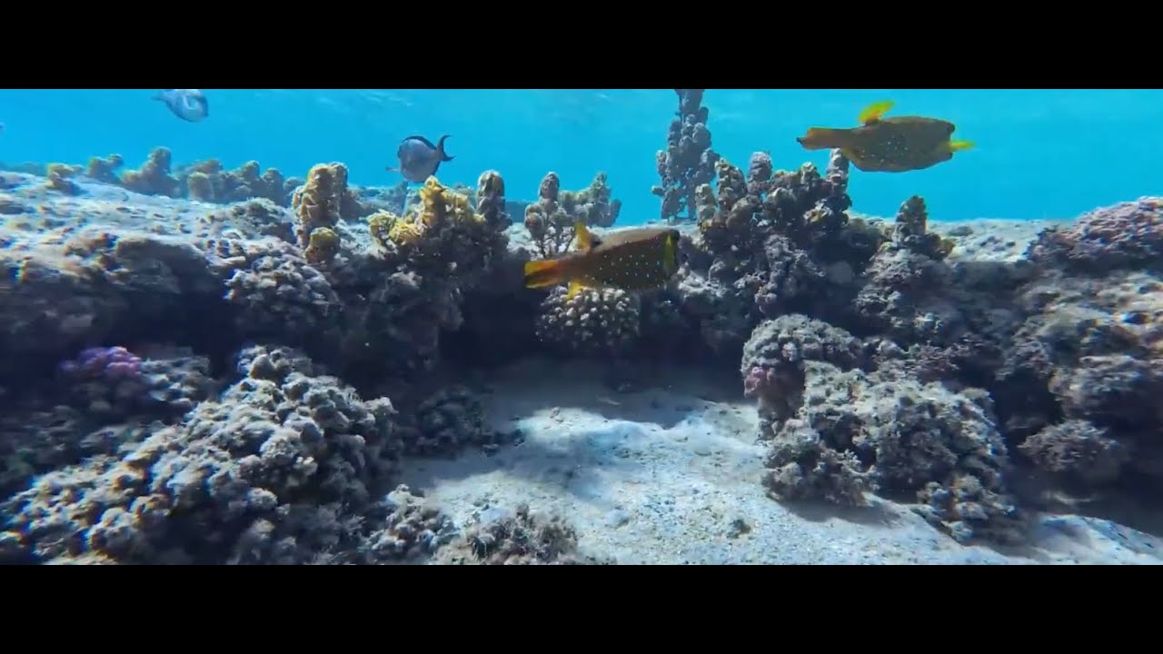 OsmoAction5Pro 2025 underwater