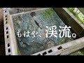 生簀に流れを作って渓流を再現してみた。