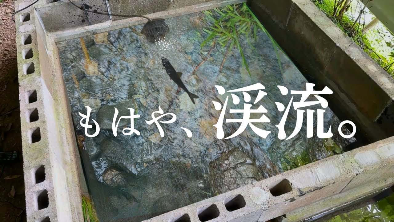 生簀に流れを作って渓流を再現してみた。