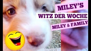 Lustige Hunde zum totlachen - Miley's Witz der Woche