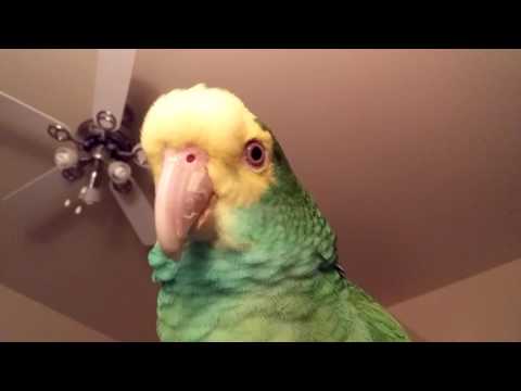 The many sounds of Lily, an amazon parrot The many sounds of Lily, an amazon parrot