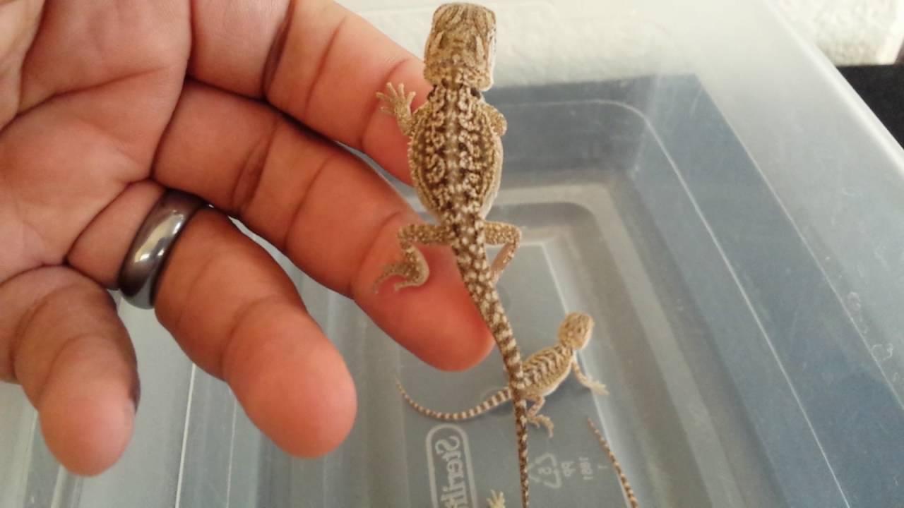 witblit bearded dragon babies