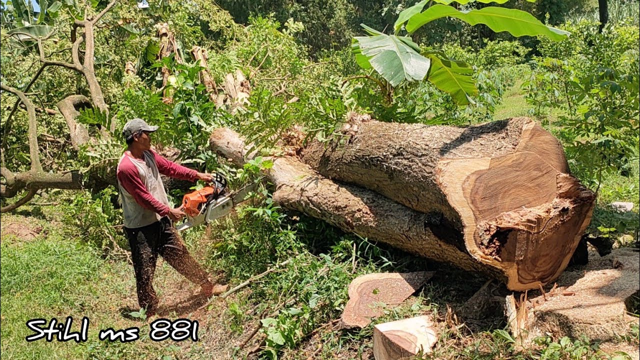 The best... Stihl ms 881, Cut 2 trembesi trees.