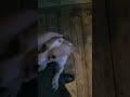 Chihuahua rescued