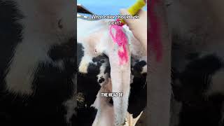 Pink Is the Color of the Day! | Using Livestock Paint to Track Cows in Heat