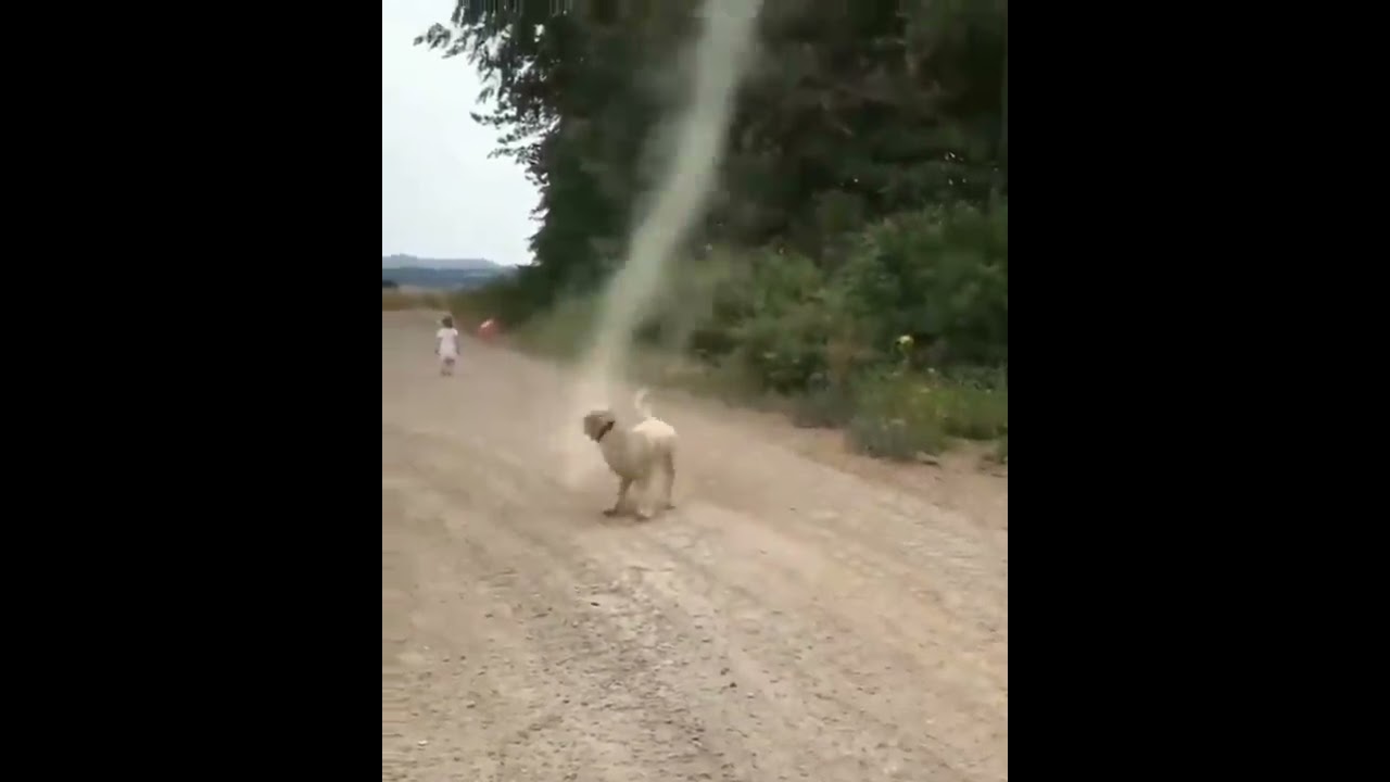 Dog Stops Tornado From Forming