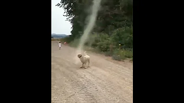 Dog Stops Tornado From Forming 