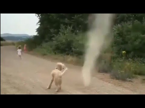 Dog Stops Tornado from Forming
