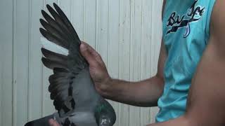 JUZ SPRZEDANA (SCHWEIZ)  8414-08-1983  Krwawica x Kadet (Meulemans), QUALITY MADE IN GERMANY!