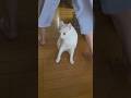 今のシロ。 #保護猫 #猫 #子ネコ