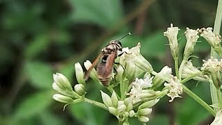 MOSCA-SOLDADO VISITANDO A FLOR DE GUACO-VERDADEIRO