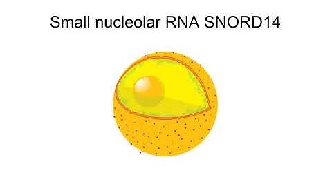 Small Nucleolar Rna Snord14