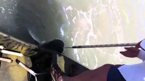 Nathan's shark