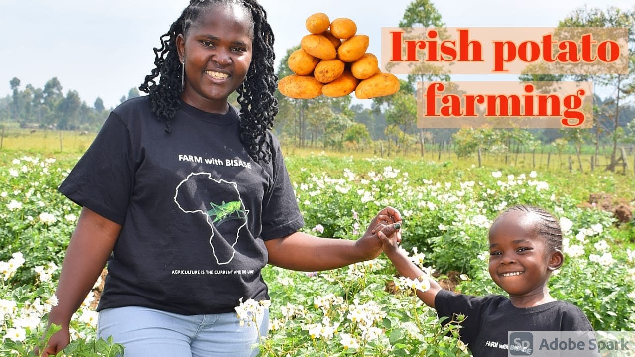 VIAZI IRISH POTATOES FARMING IN KENYA YouTube
