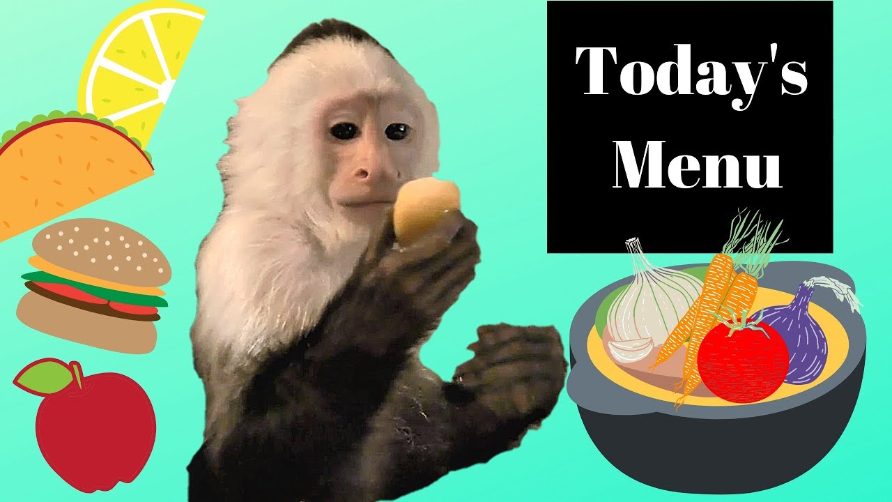 What's on Today's Menu? (For Our Pet Monkey) YouTube