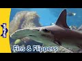 Cool Fins and Flippers | Manta Ray, Sea Horse, Shark, Whale, Manatee and Sea Lion | Little Fox