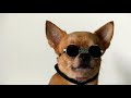 🐾 "¡Todo sobre los Perros! Aprende y Diviértete con este Increíble Animal" 🐶✨