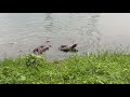Otters vs Komodo Dragon