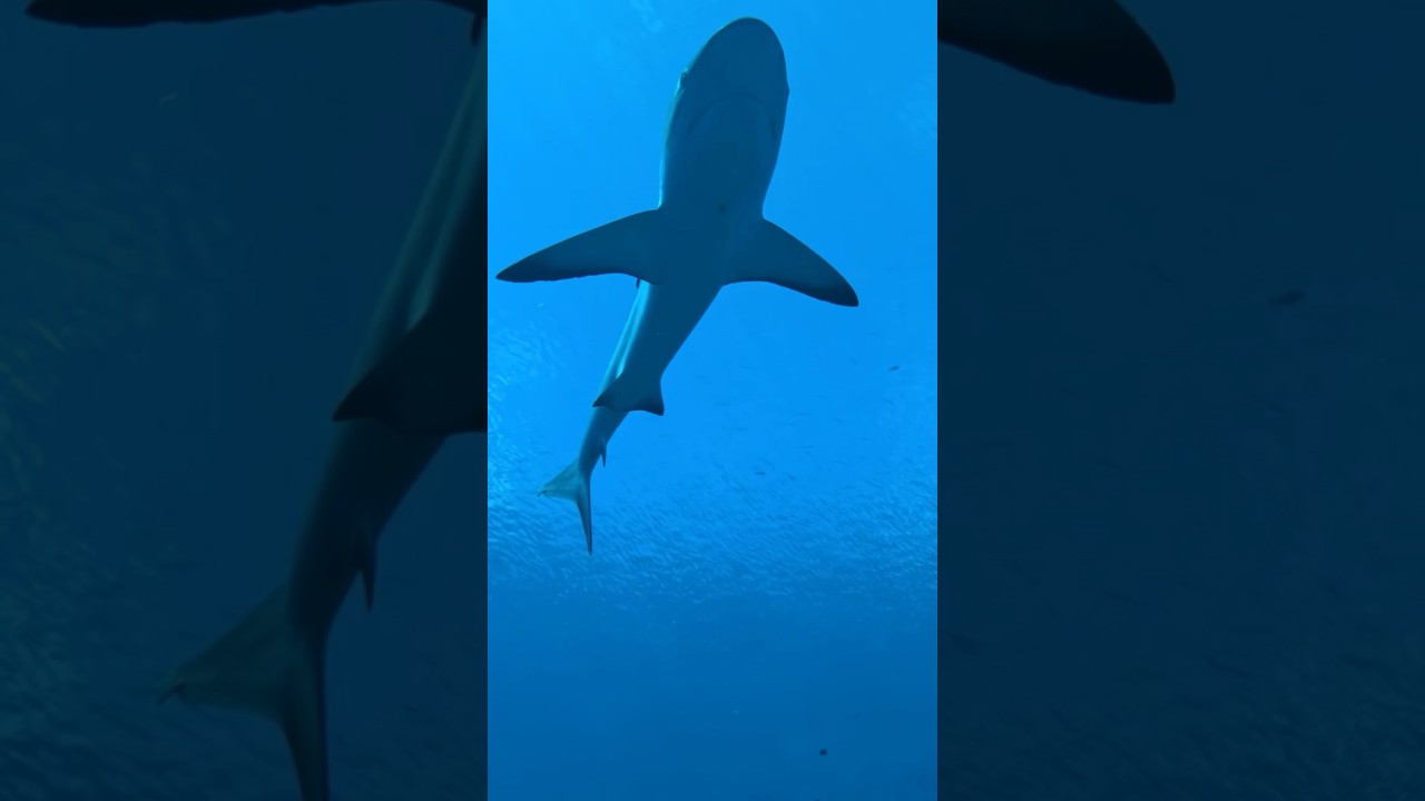 Starting off the week with a banger… #scubadiving #underwaterworld #ocean #frenchpolynesia #banger