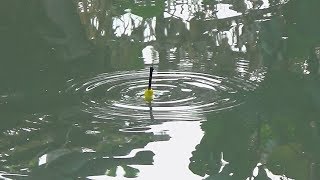 Mancing Di Air Tawar Dan Di Air Payau,,Umpan Lumut Dan Udang