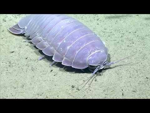 Video: Giant isopod: beskrivelse, livsstil