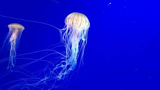 Georgia Aquarium  Tropical Diver  Japanese Sea Nettles