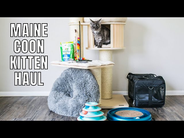 Stuff to Buy Before Getting a Maine Coon 