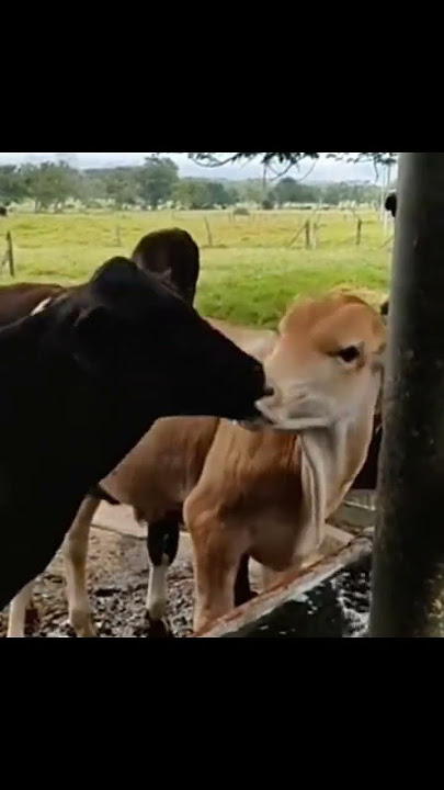 Cow sweet kiss #cow#kiss #cute #cuteanimal #pets #fyp #shorts #shortvideo #animals