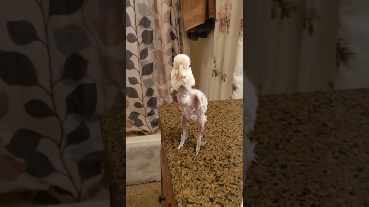 Griffi's rendition of Michael Jackson 