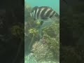 Scuba dive I did at Goat Island New Zealand last summer