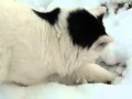 Cats snowpleasureavi