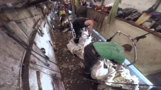 Shearing Sheep