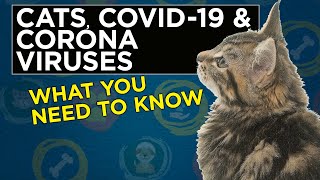 Can my cat get Covid19? Cat Care by VetVid