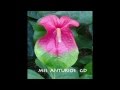 Vivero mis anturios GD ( ANTHURIUM ) 991024175 - 984773207 / Lima-Peru