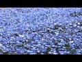 花フェスタ記念公園 2018春 の動画、YouTube動画。