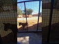 Lion scared of the children  riyadh zoo shorts zoo fyp