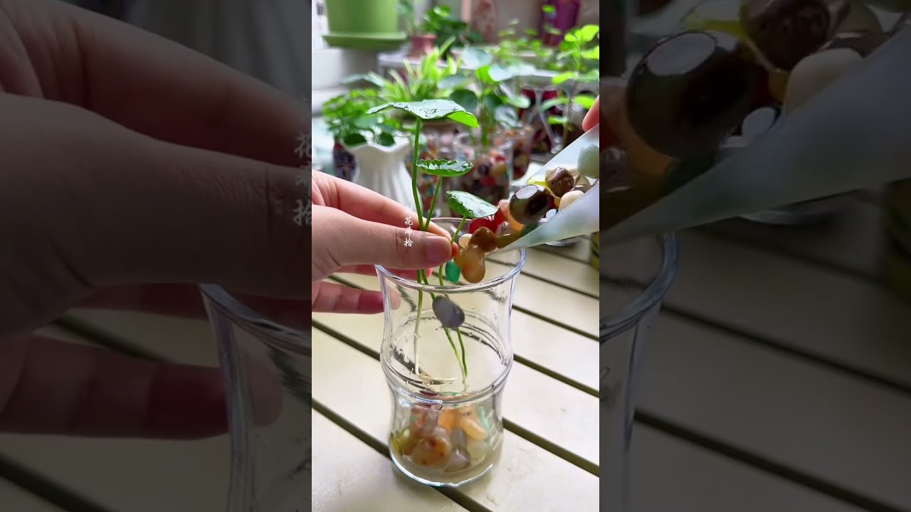 Amazing Men plants grass flowers in cup water so beautiful #plants #garden #flowers #shorts #2025