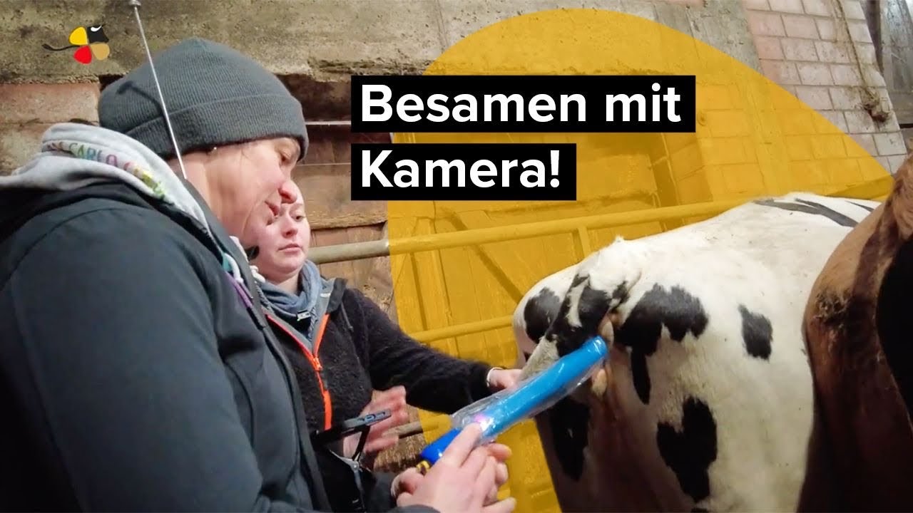 Rinderbesamung mit Kamera: Die EyeBreed - Einweisung und erste Besamung
